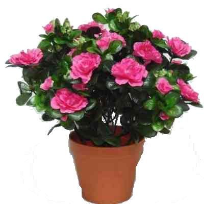 Азалия Хелстен 12/30