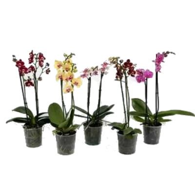 Фаленопсис Мульти микс 12/45 фото в интернет-магазине Флоранж
