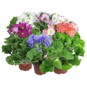 Примула Обконика Микс 12/25 фото в интернет-магазине Флоранж