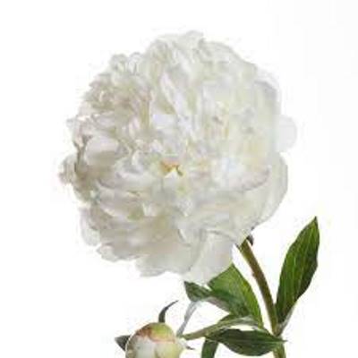 пион Сноу Маунтайн фото в интернет-магазине Флоранж