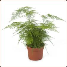 Аспарагус Сетас 12/40 фото в интернет-магазине Флоранж