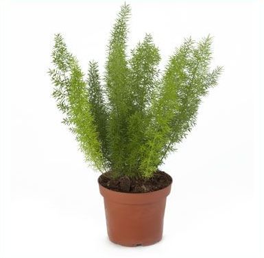 Аспарагус Мейери 12/30 фото в интернет-магазине Флоранж