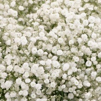 гипсофила Аврора фото в интернет-магазине Флоранж