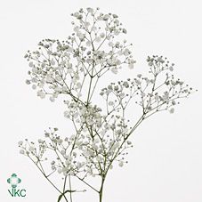 гипсофила Крашеная; Эквадор фото в интернет-магазине Флоранж