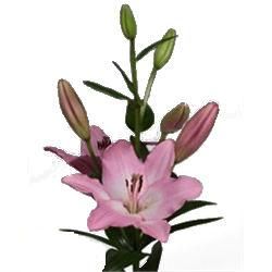 лилия лонгифлорум Альбуфейра фото в интернет-магазине Флоранж