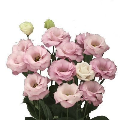 эустома Крома Бридал Кисс фото в интернет-магазине Флоранж