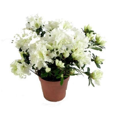 Азалия Вайт 12/30 фото в интернет-магазине Флоранж