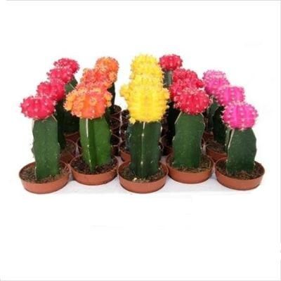 Кактус Гимно 06/25 фото в интернет-магазине Флоранж