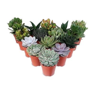Суккулент Микс 08/15 фото в интернет-магазине Флоранж