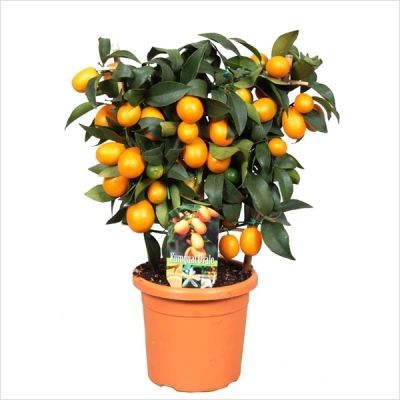 Цитрофортунелла Микрокарпа 19/50 фото в интернет-магазине Флоранж