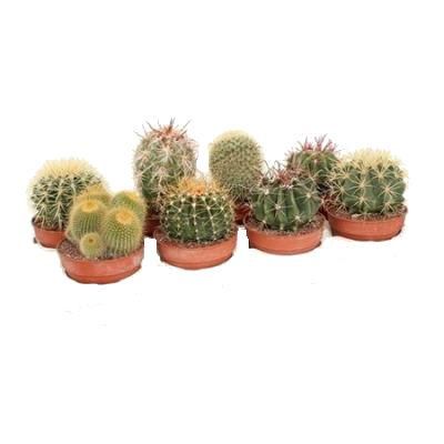 Кактус Микс Канарский 12/20 фото в интернет-магазине Флоранж