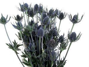 эрингиум Блу Дрим