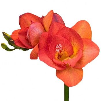 фрезия Ред Белл фото в интернет-магазине Флоранж фрезия Ред Белл фото в интернет-магазине Флоранж