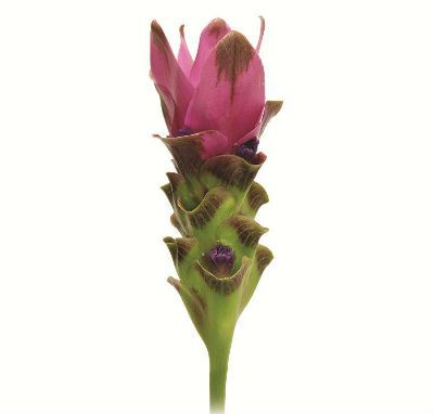 куркума Сиам Шедоу фото в интернет-магазине Флоранж