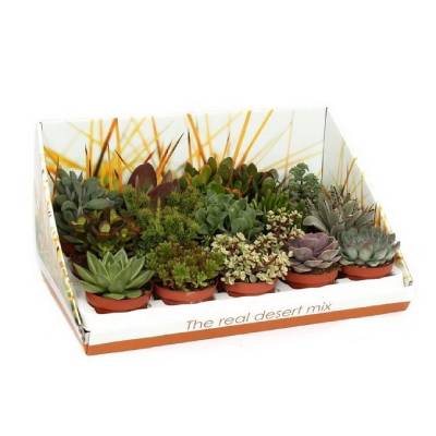 Хатиора 10/10