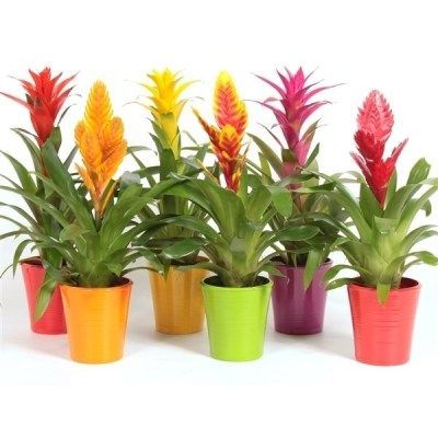 Бромелия Микс мини 6/25