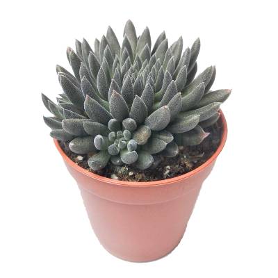 Синокрассула Юннаньская 05/10 фото в интернет-магазине Флоранж