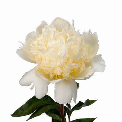 _пион сноу маунтайн