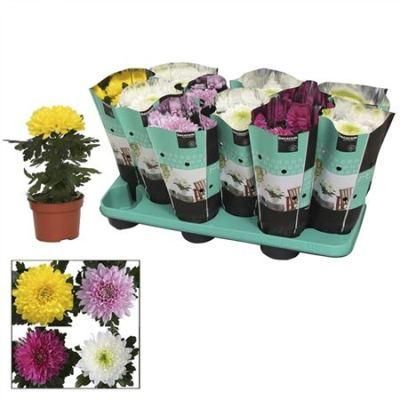 Хризантема Зембла микс 10/30 фото в интернет-магазине Флоранж