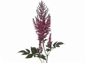 астильба Аметист фото в интернет-магазине Флоранж