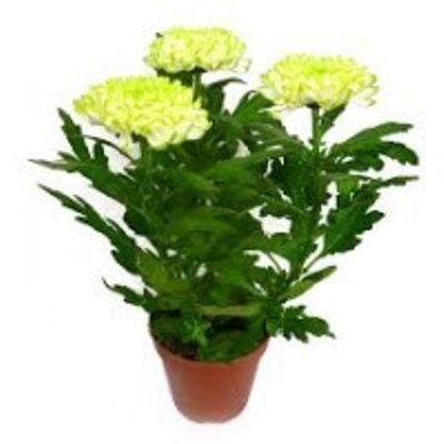 Хризантема Зембла Лайм 13/35 фото в интернет-магазине Флоранж Хризантема Зембла Лайм 13/35 фото в интернет-магазине Флоранж