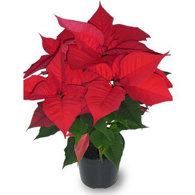Пуансетия Ред 13/35 фото в интернет-магазине Флоранж
