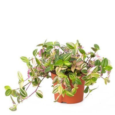 Традесканция Пурпл Харт 12/10