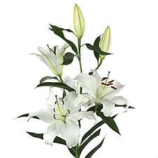 лилия ориентал  Сантандер фото в интернет-магазине Флоранж