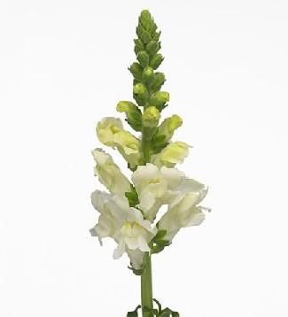 лювенбекия Вайт Россия фото в интернет-магазине Флоранж