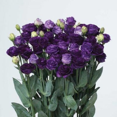 эустома  Дублин Блу фото в интернет-магазине Флоранж