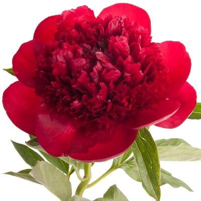 пион Комманд Перфоманс фото в интернет-магазине Флоранж