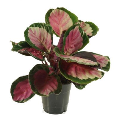 Калатея Рози 12/30 фото в интернет-магазине Флоранж