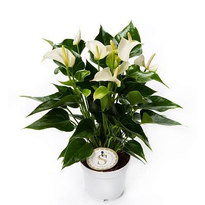 Антуриум Вайт Чемпион 12/45 фото в интернет-магазине Флоранж