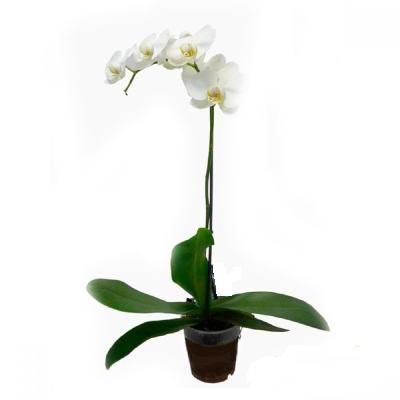 Фаленопсис микс 12/60 1 ств оранж