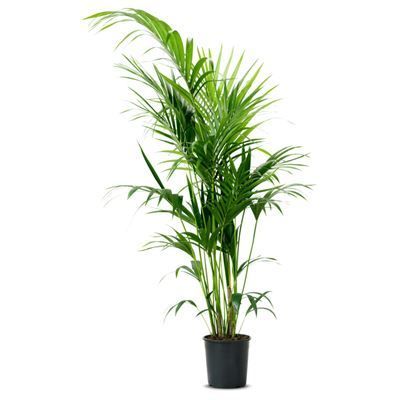 Ховея Форстериана 21/120 фото в интернет-магазине Флоранж