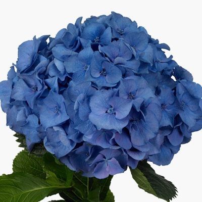 гидрангия  Белла; Голландия фото в интернет-магазине Флоранж