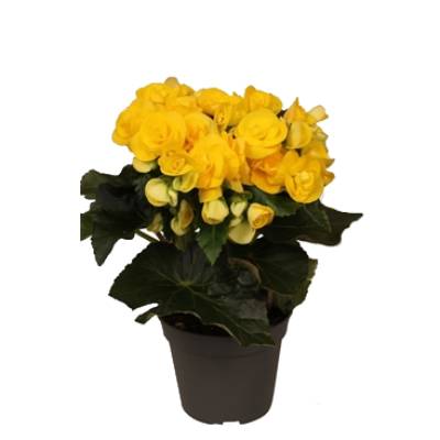 Бегония Ребекка 14/30 фото в интернет-магазине Флоранж