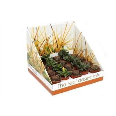 Кактус Литопс 05/20 фото в интернет-магазине Флоранж