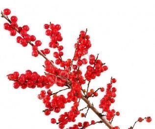 _илекс вертакт 80