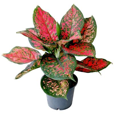 Аглонема Ред 12/30 фото в интернет-магазине Флоранж