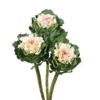 брассика Вайт Леди фото в интернет-магазине Флоранж