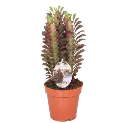 Эуфорбия Тригона Рубра 12/30 фото в интернет-магазине Флоранж