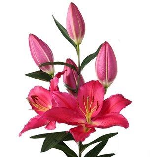 лилия ориенталь  Тарранго фото в интернет-магазине Флоранж