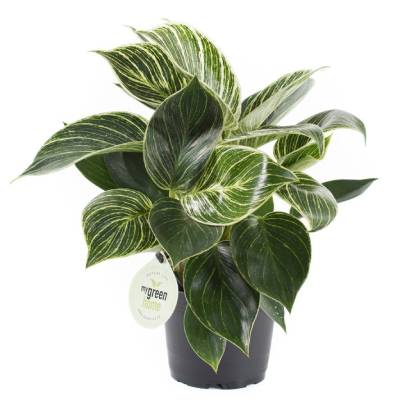 Филодендрон Вайт Вейв 21/45 фото в интернет-магазине Флоранж