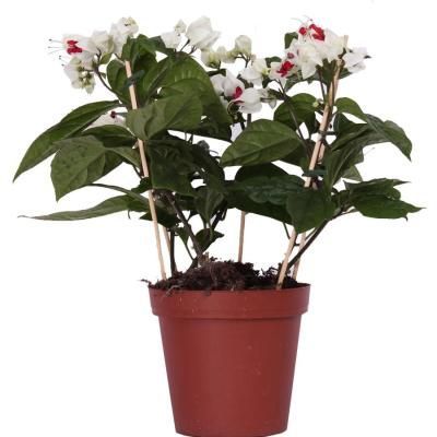 Клеродендрон Томпсона 13/30 фото в интернет-магазине Флоранж