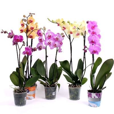 Фаленопсис микс 12/50 2 ств фото в интернет-магазине Флоранж