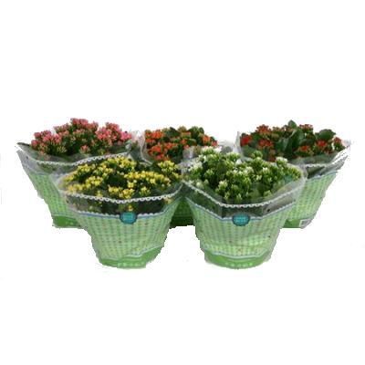 Каланхое Микс 15/25 фото в интернет-магазине Флоранж