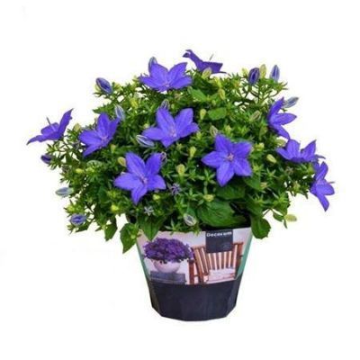 Кампанула Наполи Блу 11/20 фото в интернет-магазине Флоранж