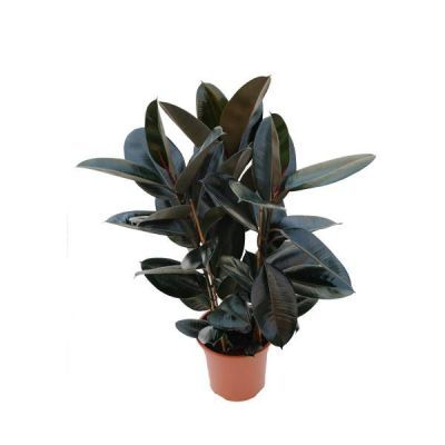 Фикус Абиджан 24/80