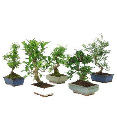 Бонсай Вариегата 15/25